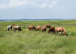 Assateague Island National Seashore