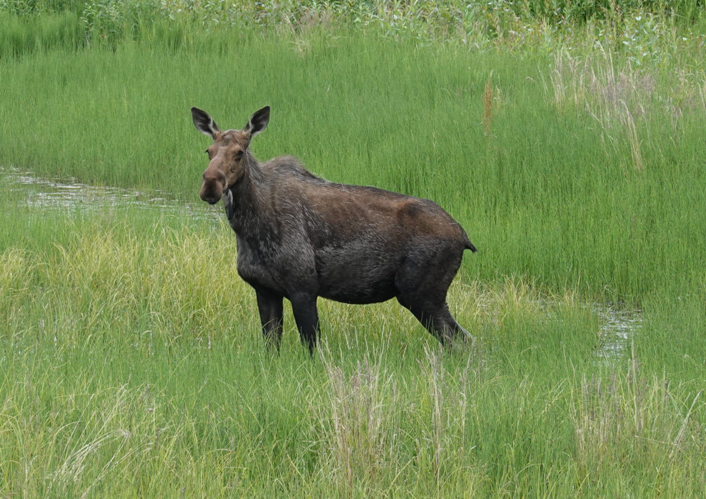 A roadside visitor on the way to Denali...