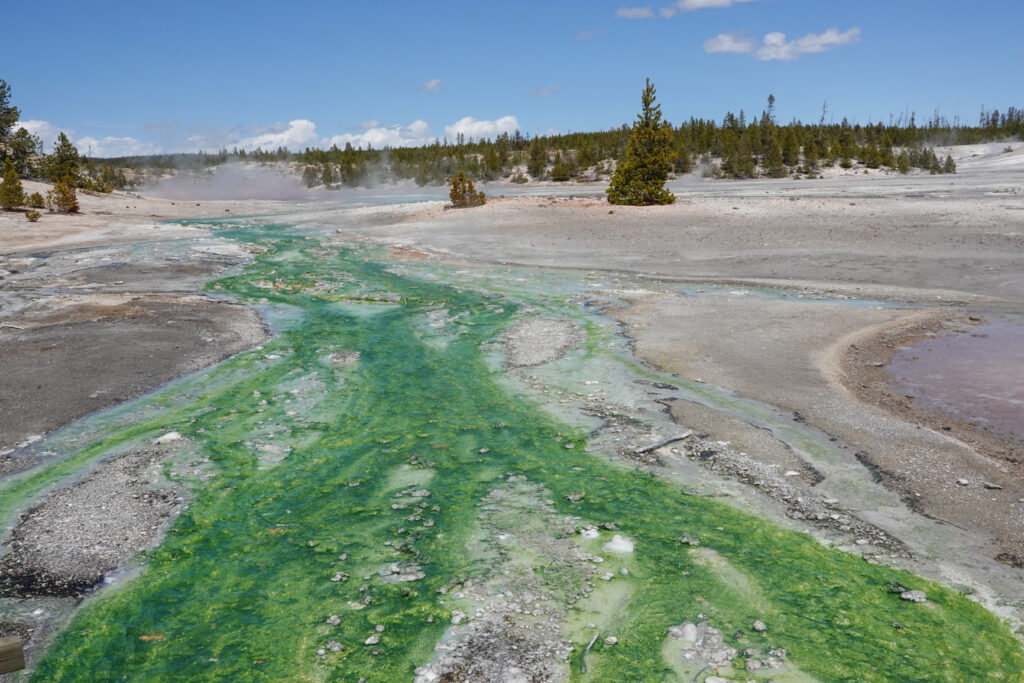 Norris Geyser Basin...