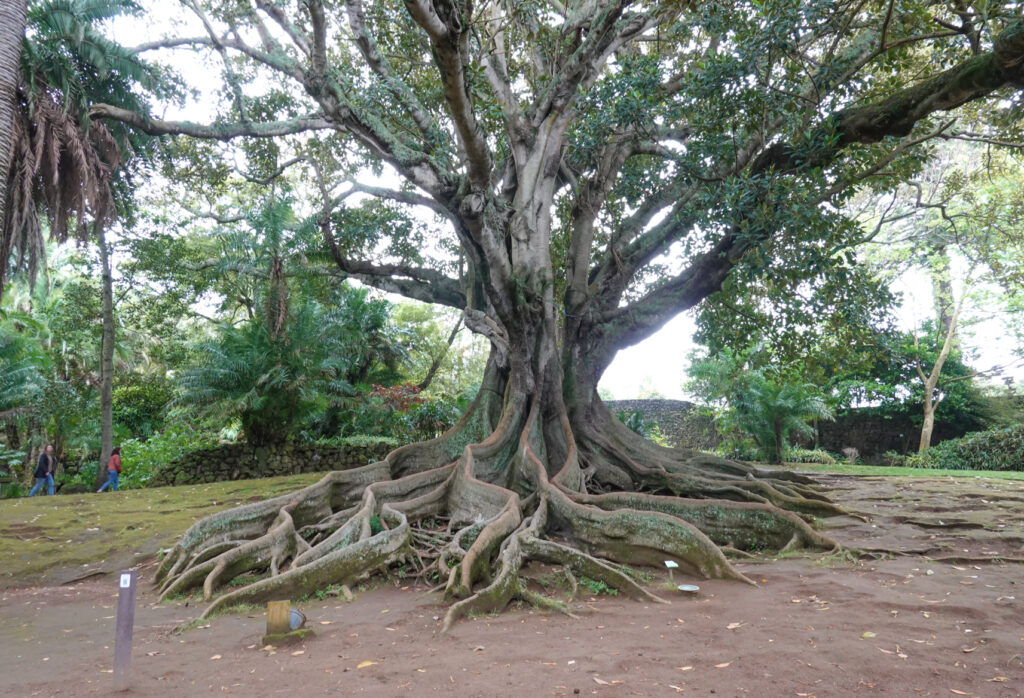 Antonio Borges Gardens Azores, Portugal