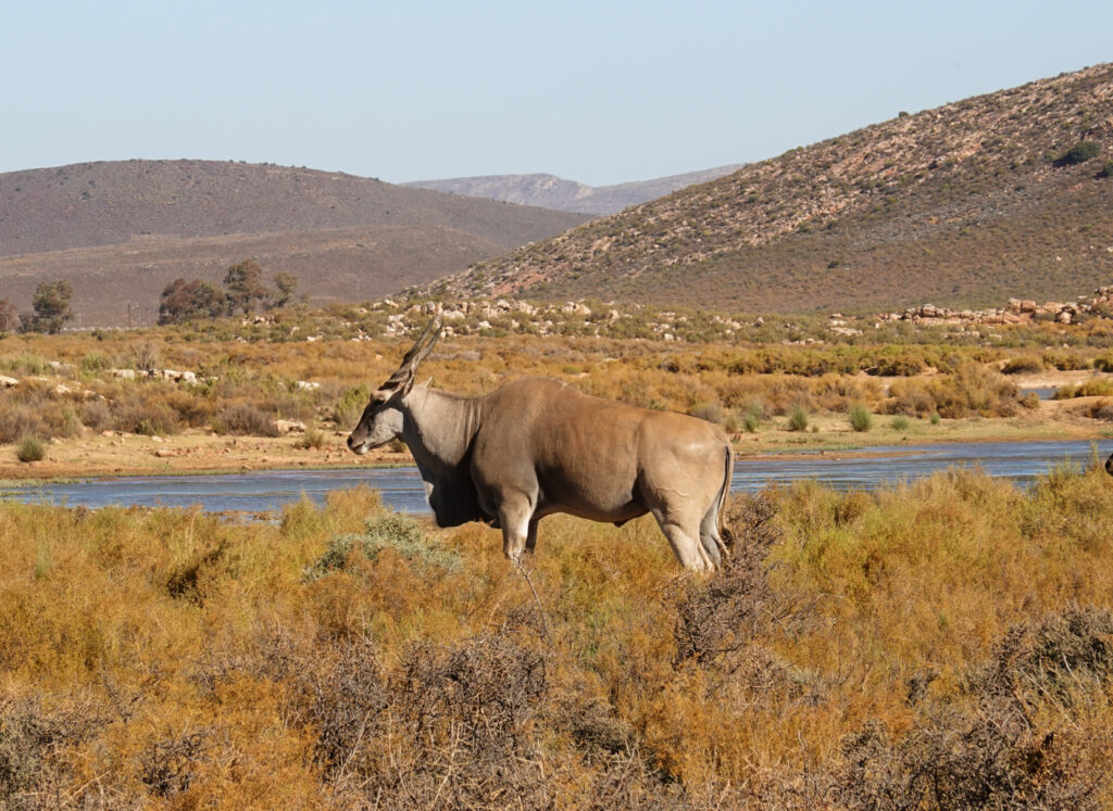 The Oryx, often called Gemsbok. (A type of African Elan)